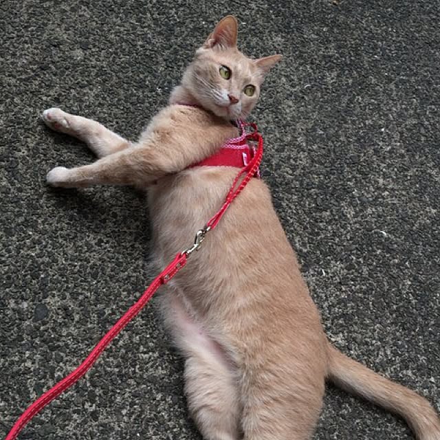 mikan161さんの実例写真