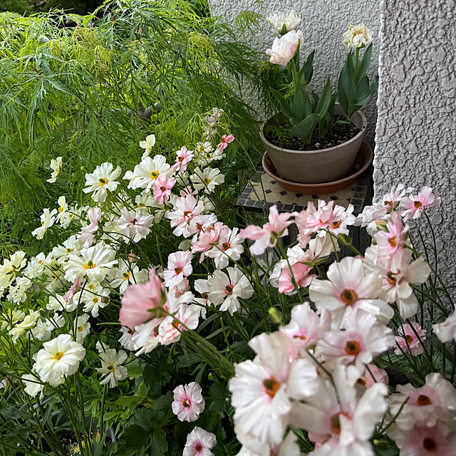 mamizaさんの部屋