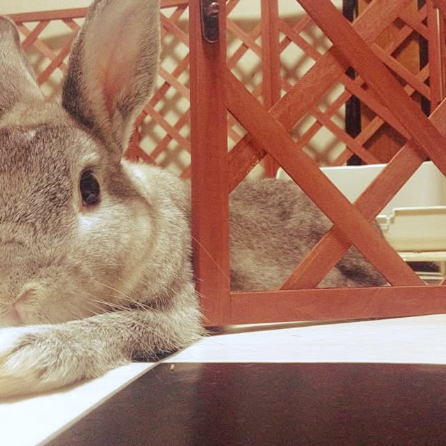 AKOLAIさんの実例写真