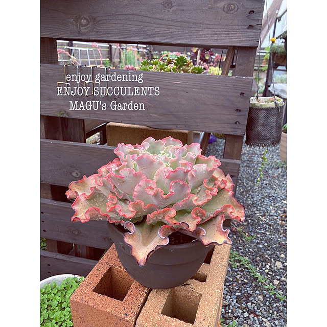MAGUさんの実例写真