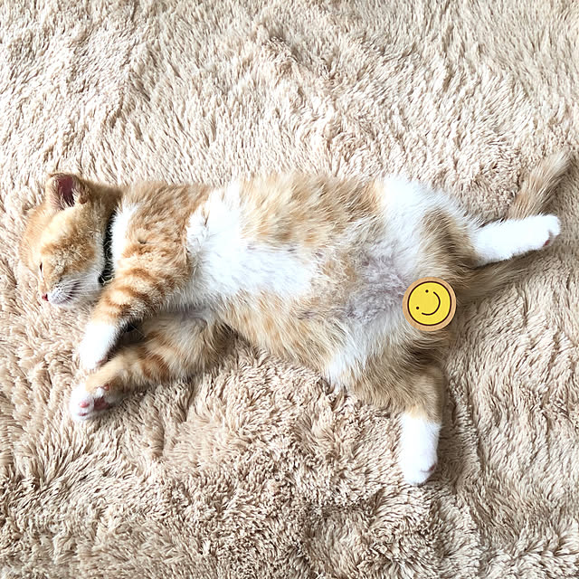 airararaさんの実例写真