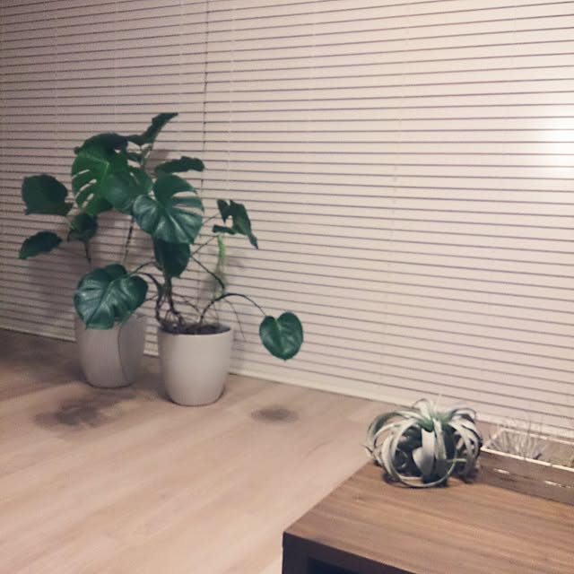 macoさんの実例写真