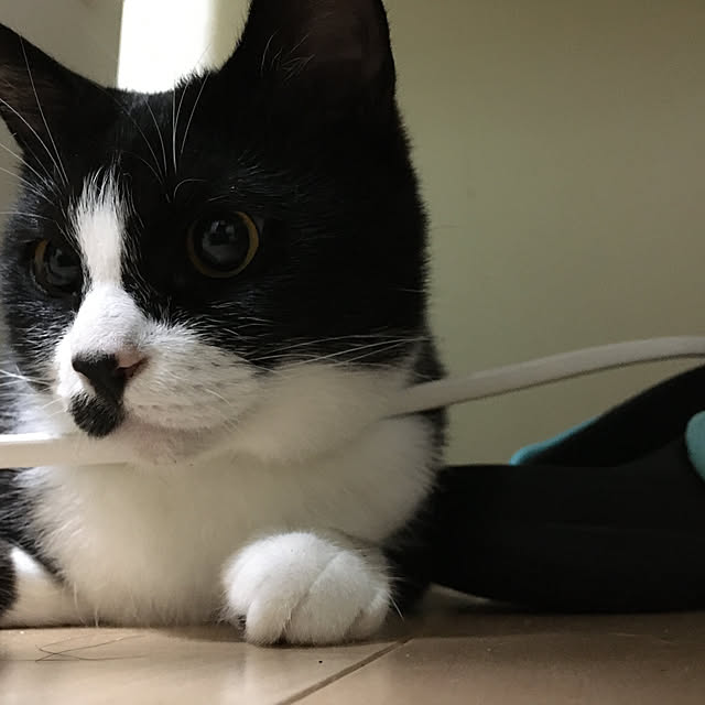nekoさんの実例写真