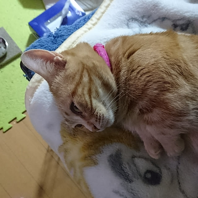 shinobuさんの実例写真