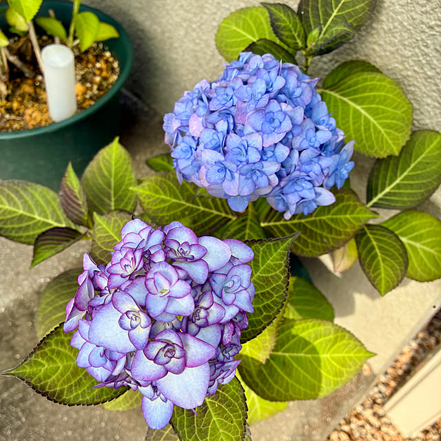 chiroさんの部屋