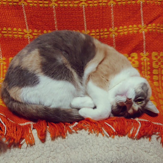 fukuさんの実例写真
