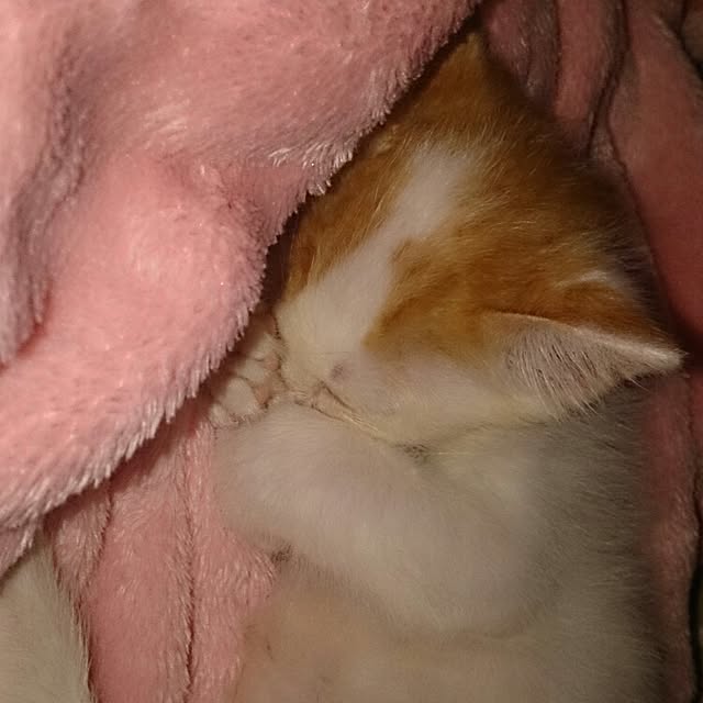 Rin0004さんの実例写真