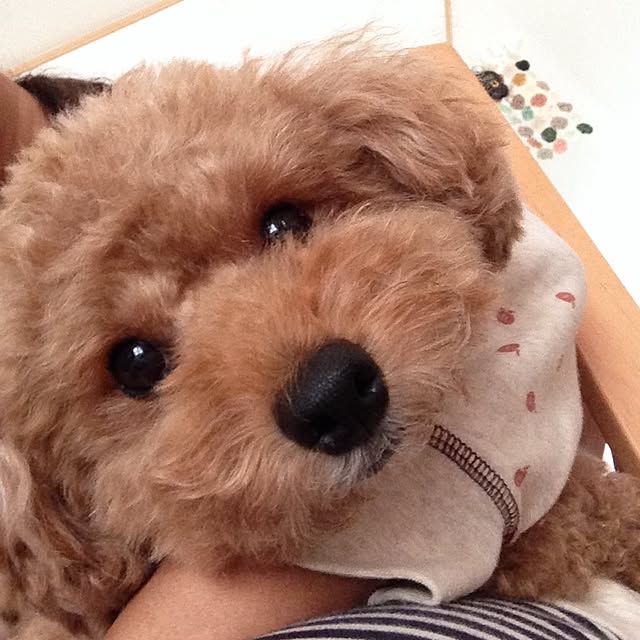 rinoさんの実例写真