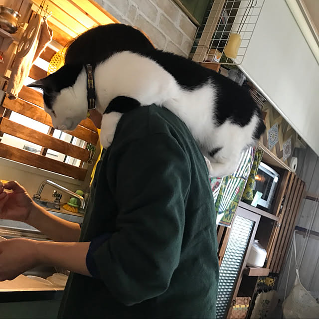 SHIHOさんの実例写真