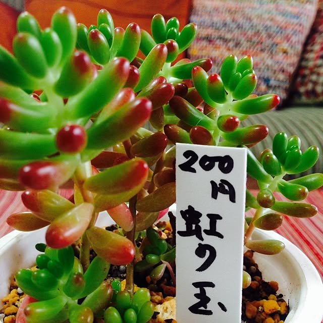 chihiroさんの実例写真