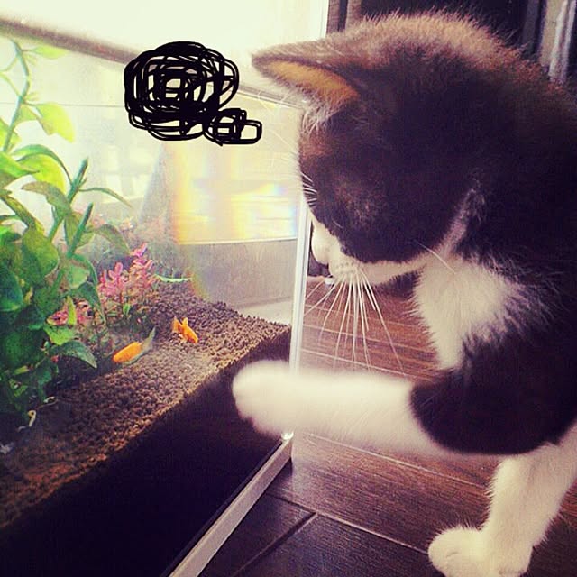 nodokaさんの実例写真