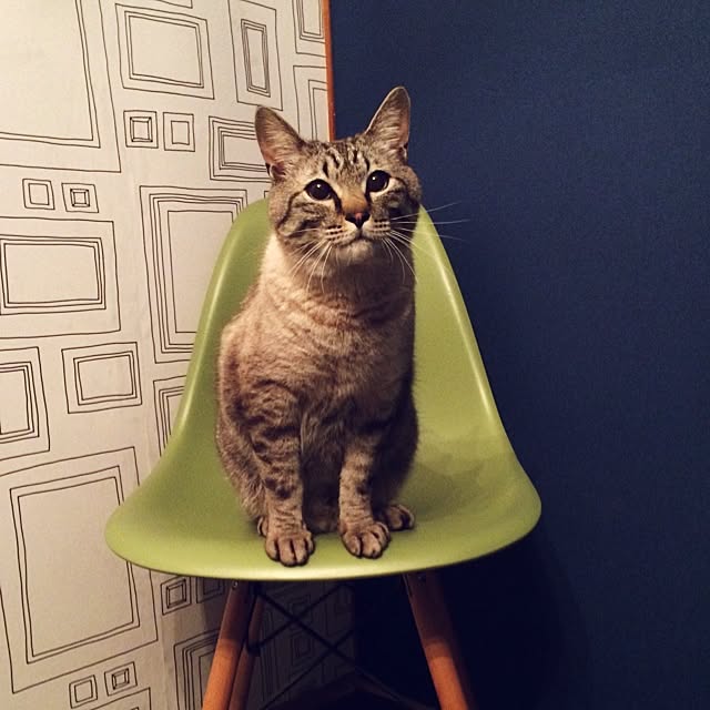 frogieeeさんの実例写真