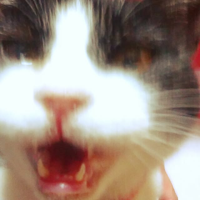nekoandouさんの実例写真