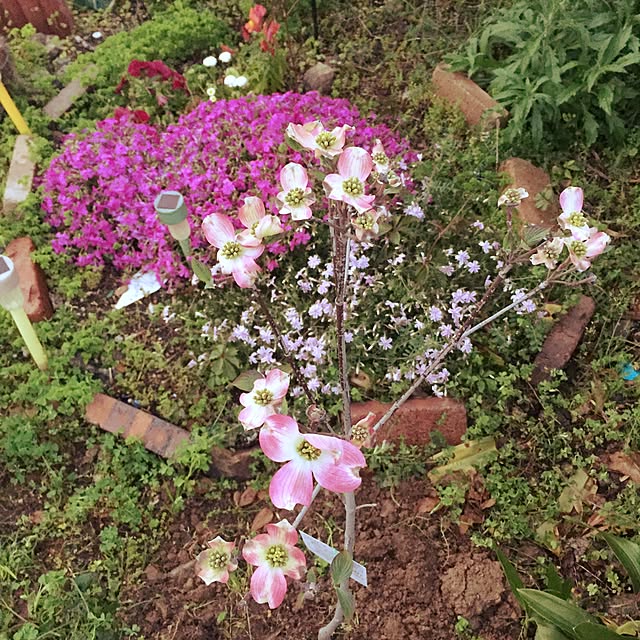 mom_mamaさんの実例写真
