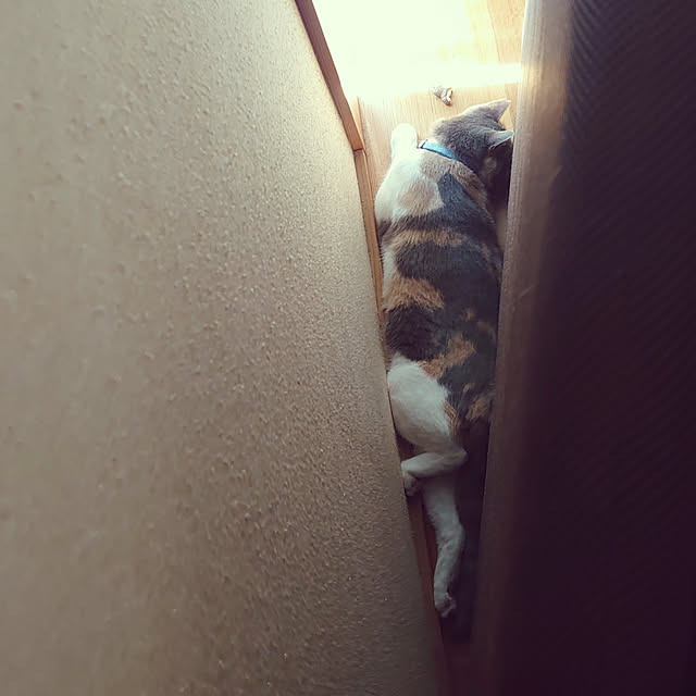 fukuさんの実例写真