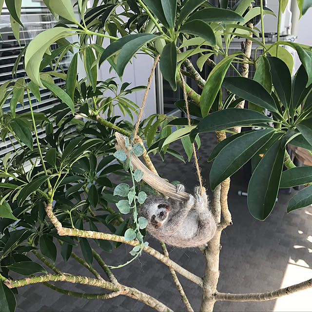 tenbonnatsukoさんの実例写真