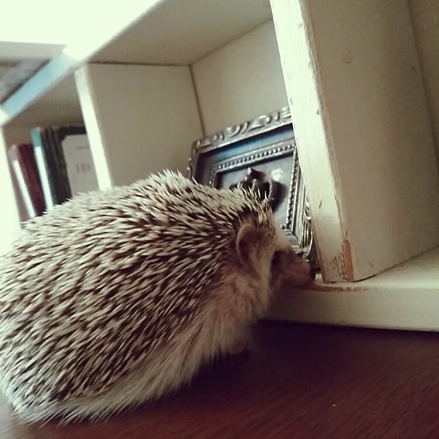 kuruさんの実例写真