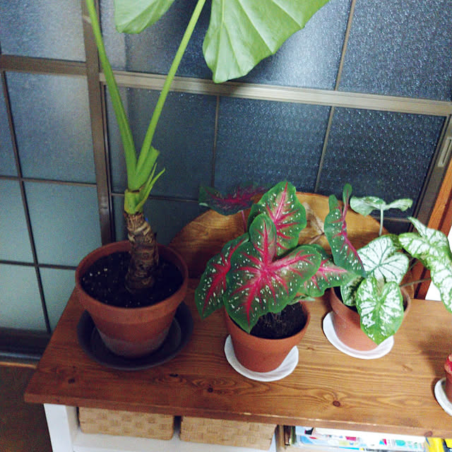 m.mさんの実例写真
