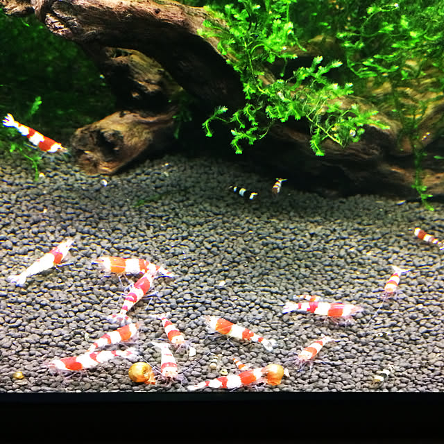 lenkaさんの実例写真