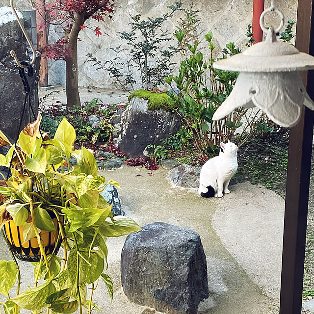 uninekoさんの実例写真