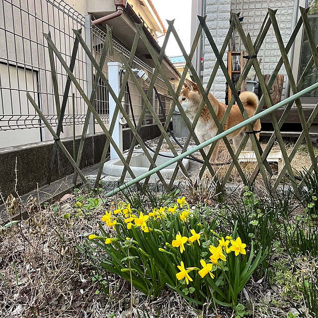 naobrownさんの実例写真