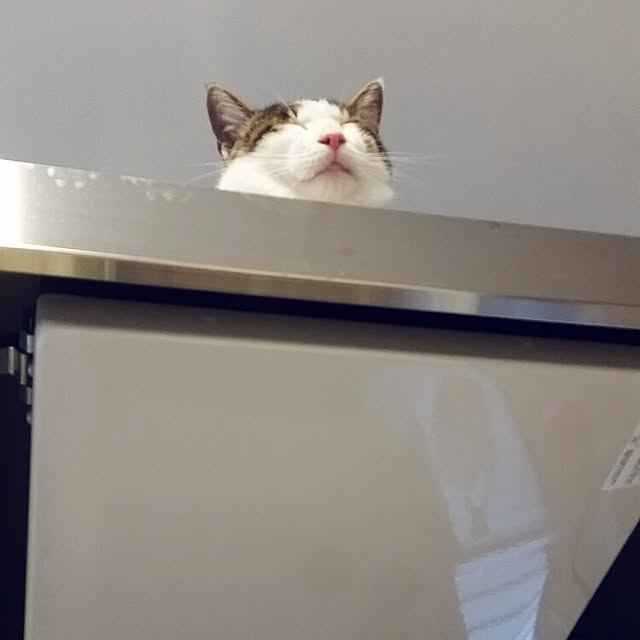 runayucoさんの実例写真