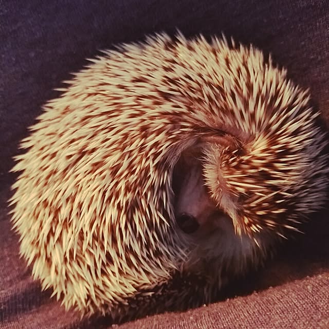 kuruさんの実例写真