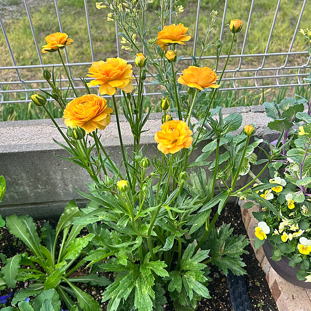 banbinaさんの部屋