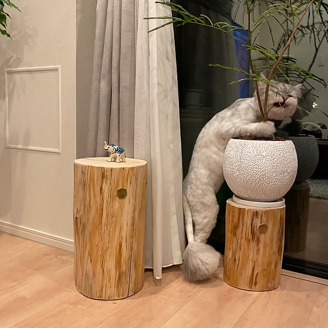 wataame.ameさんの実例写真