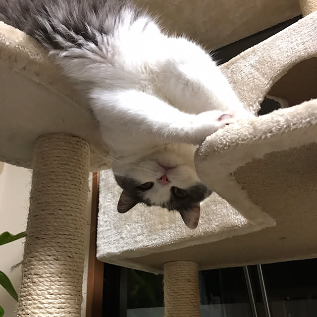 noikoさんの実例写真