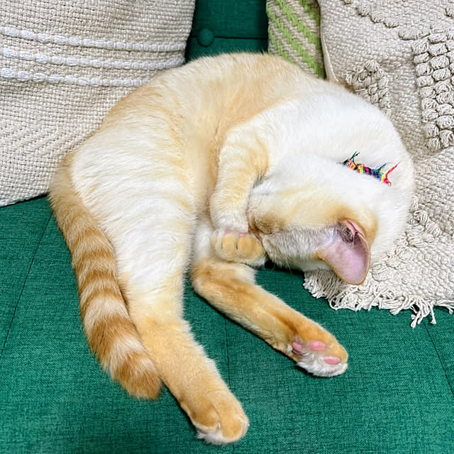 mohhaさんの実例写真