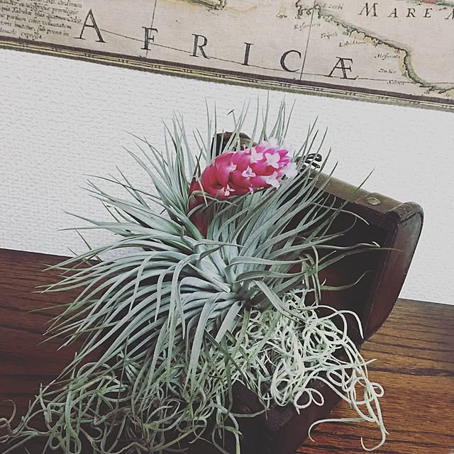 k_la_aさんの実例写真