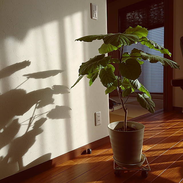 SAIさんの実例写真