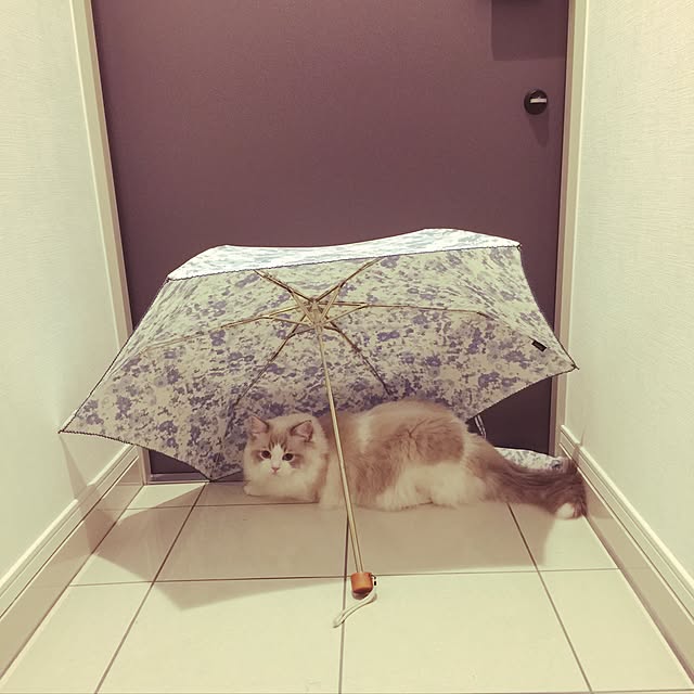 玄関/入り口/ねこのいる風景のインテリア実例 - 2017-06-05 22:23:48