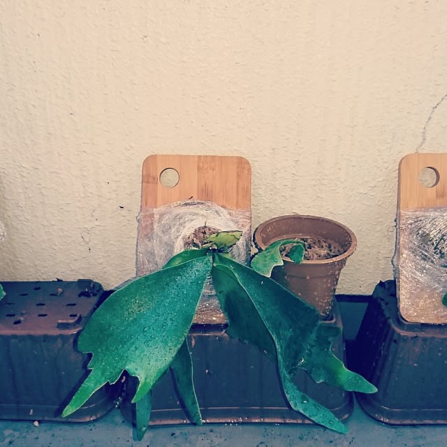 tさんの実例写真