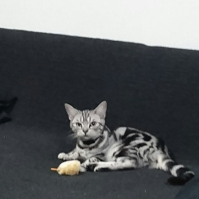 CatClipさんの実例写真