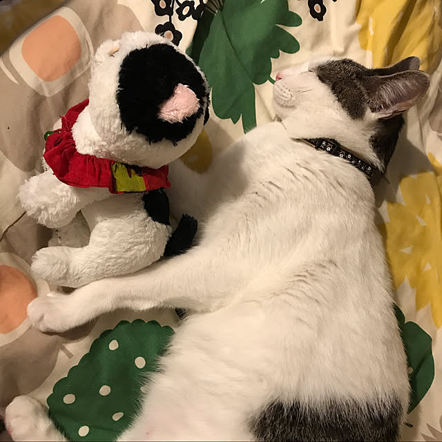 ranpo_momさんの実例写真