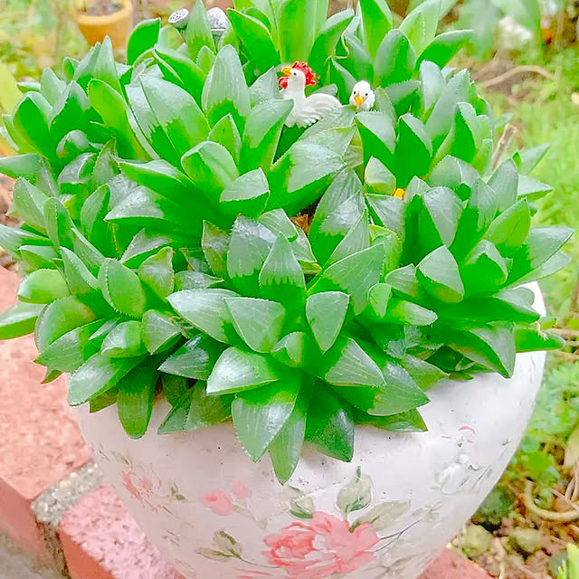 Hanakaさんの部屋