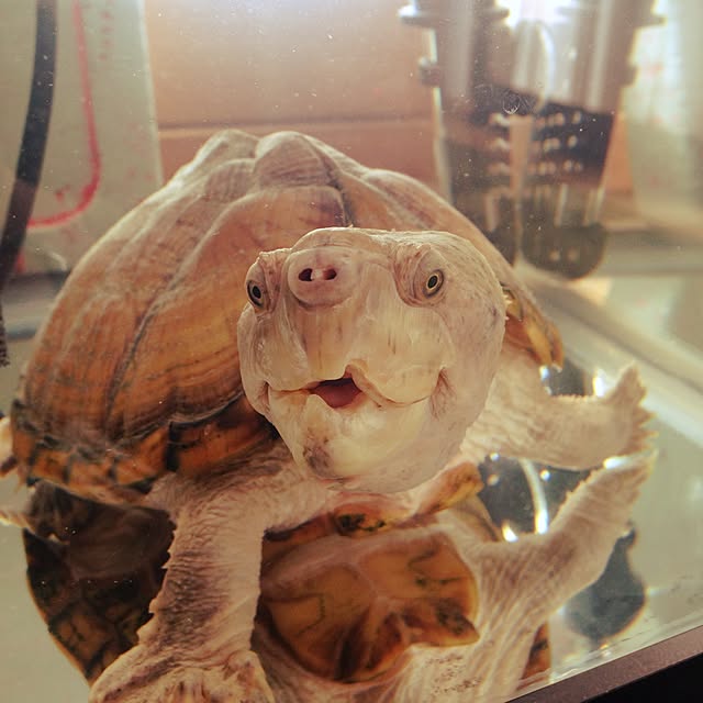 amさんの実例写真