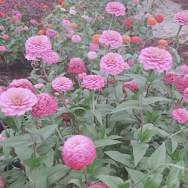 igokochiさんの実例写真