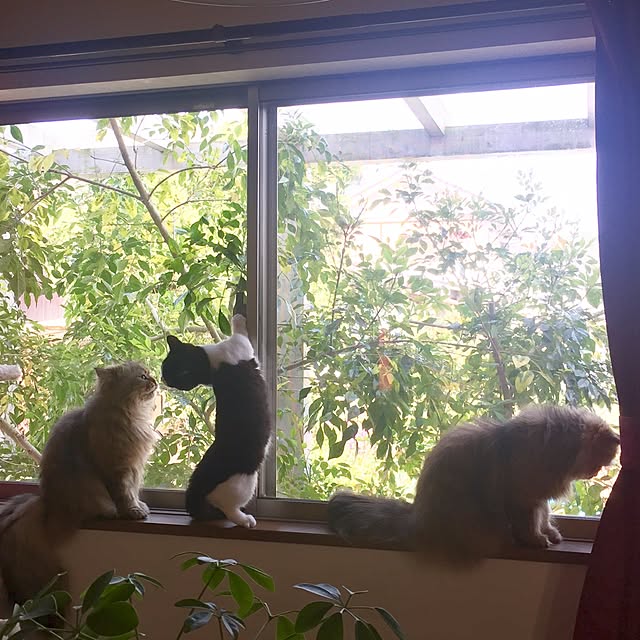 butachanさんの実例写真