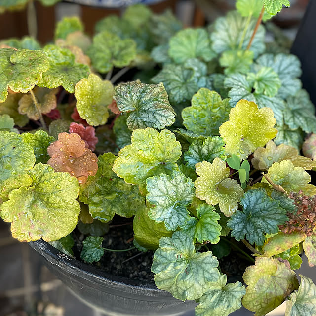 buchiさんの部屋