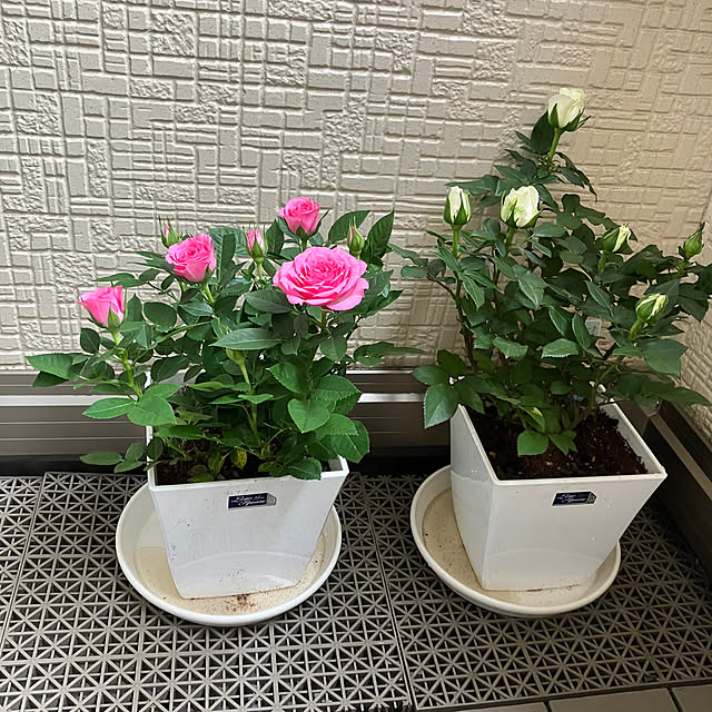 hitomamaさんの実例写真