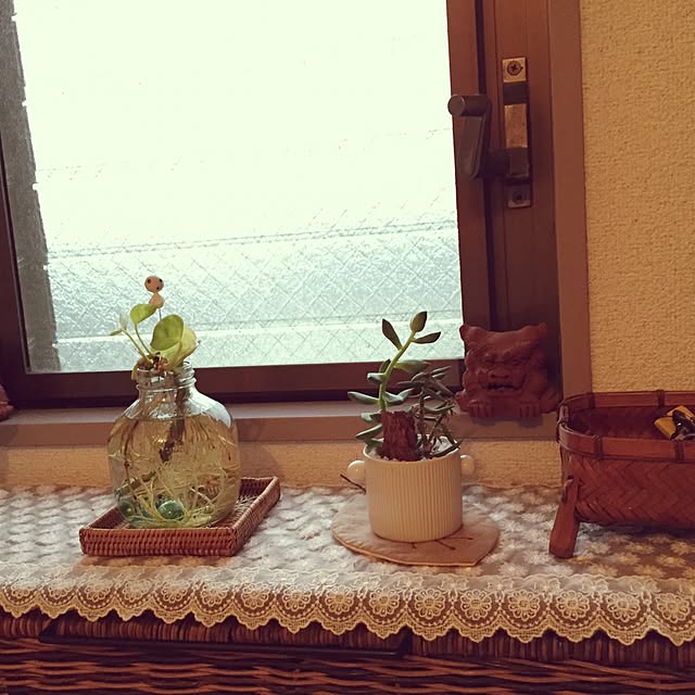 玄関/入り口/観葉植物/多肉植物/ナチュラルのインテリア実例 - 2016-09-20 15:55:03
