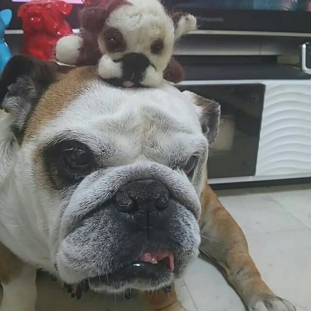 AandPさんの実例写真