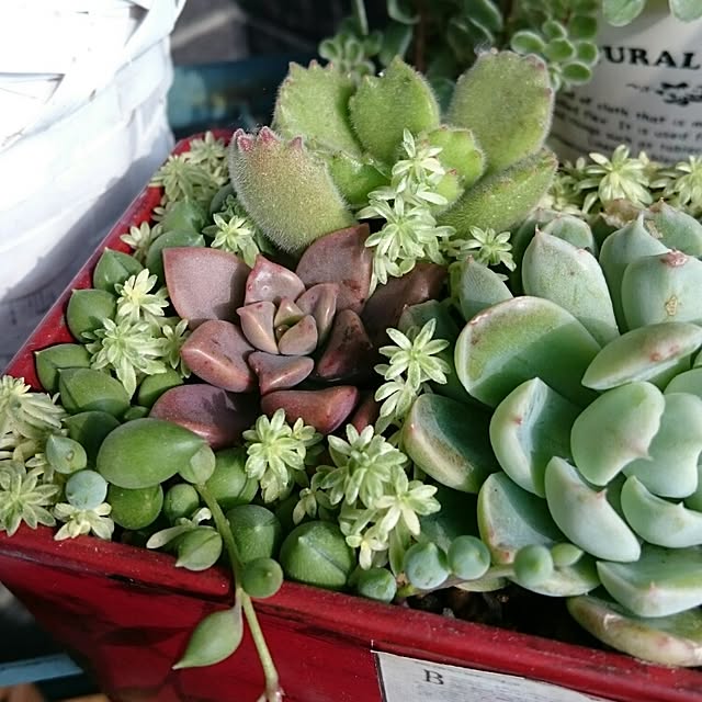 chocoraisinさんの実例写真