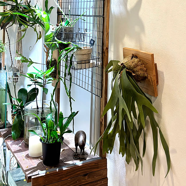 greycatsさんの実例写真