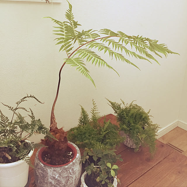juncobsさんの実例写真