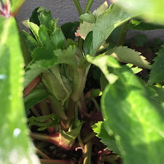 nomnom888さんの実例写真