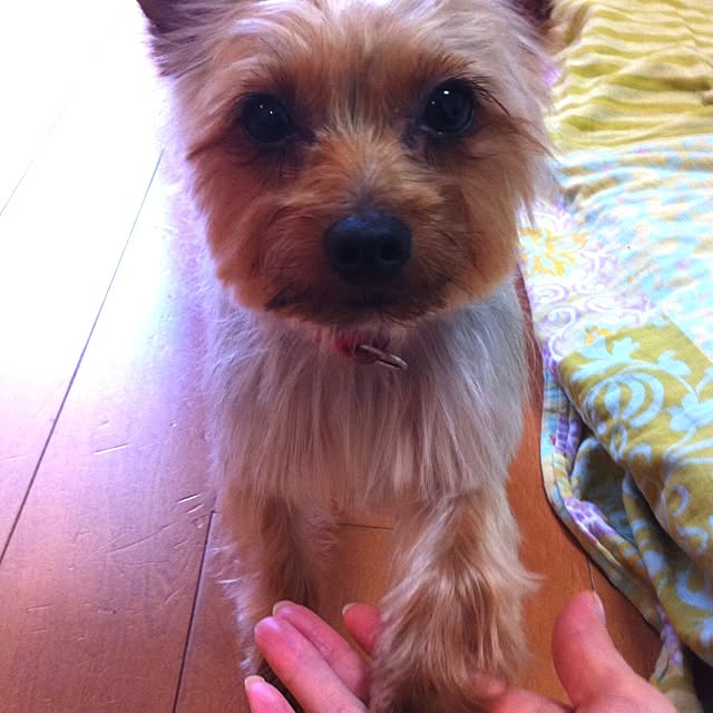 morimoriさんの実例写真